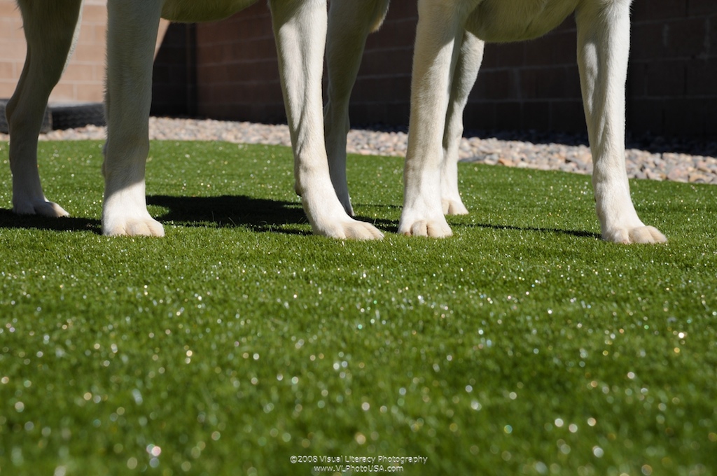 Dog feet on artificial grass in Fresno, CA